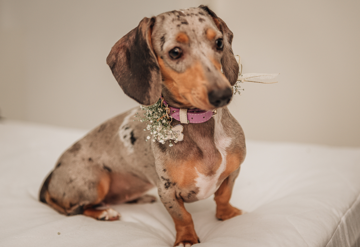 entrada-das-aliacas-diferente-cachorro-com-aliacas