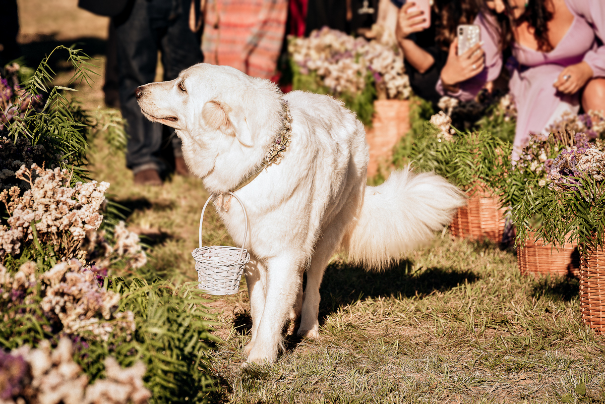 aliancas-entrada-com-pet