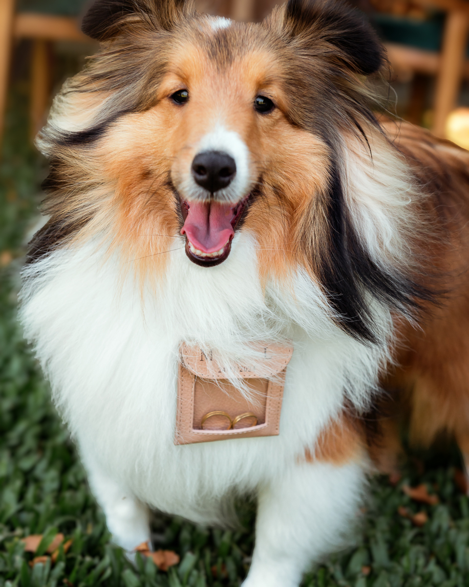 entrada-de-pet-com-aliancas-camatti-eventos-em-caxias-do-sul-fotografo-yuri-nunes-casamento-lucas-e-maria-luiza