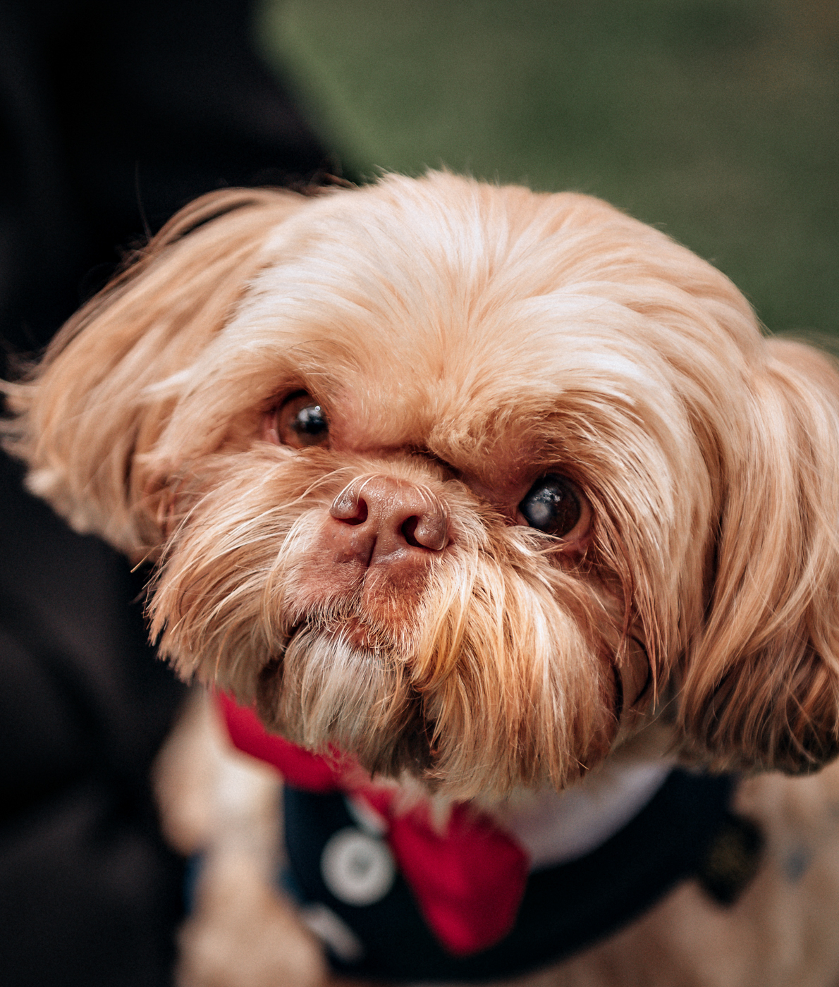 cachorros-em-casamento