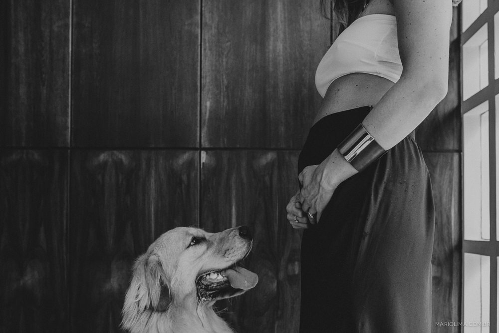 Cachorro olhando para barriga de gravida