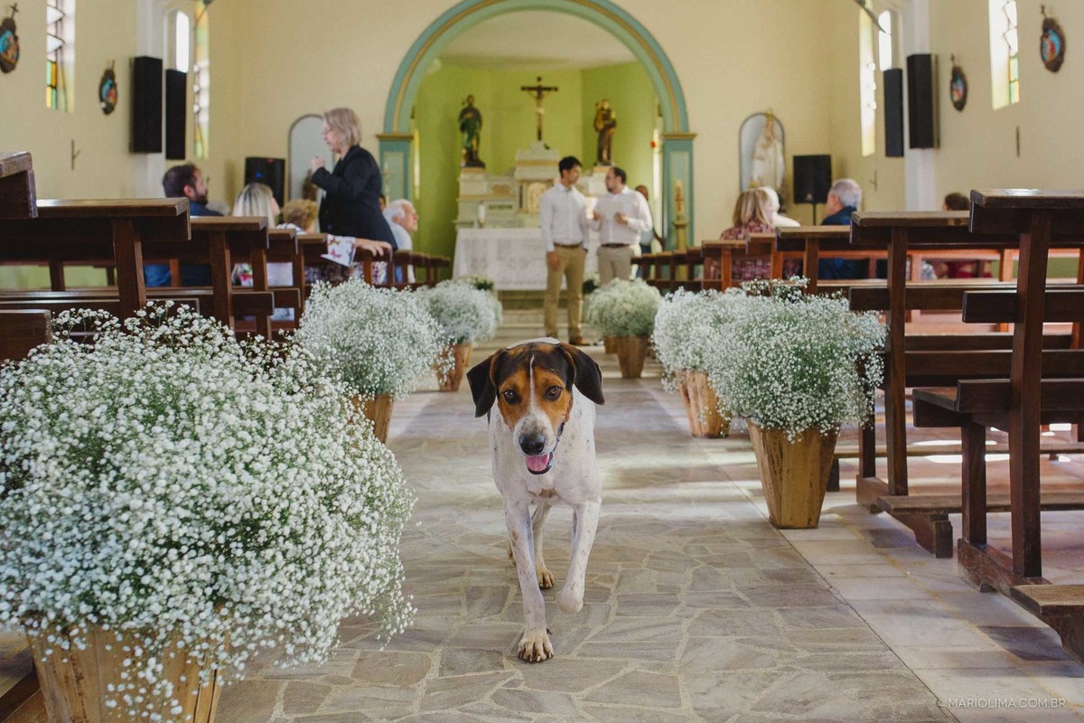 Fotografia de cachorro na Paróquia São Roque