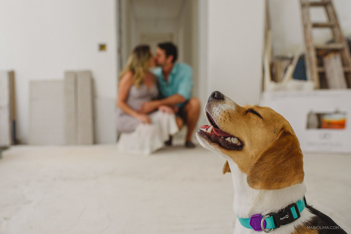 cachorro da raça beagle com os donos gestantes no fundo 