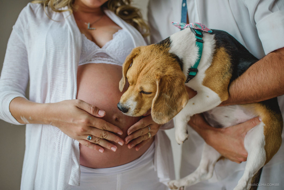 foto de cachorro da raça beagle beijando a barriga de grávida