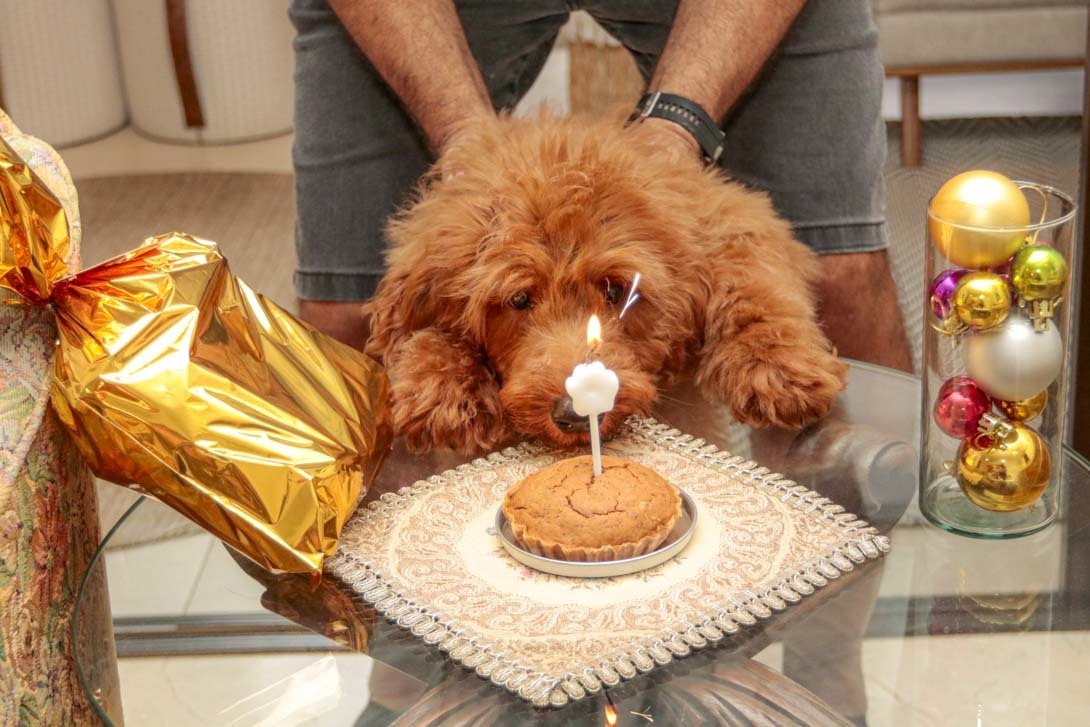 o dog apreciando a velinha de aniversário