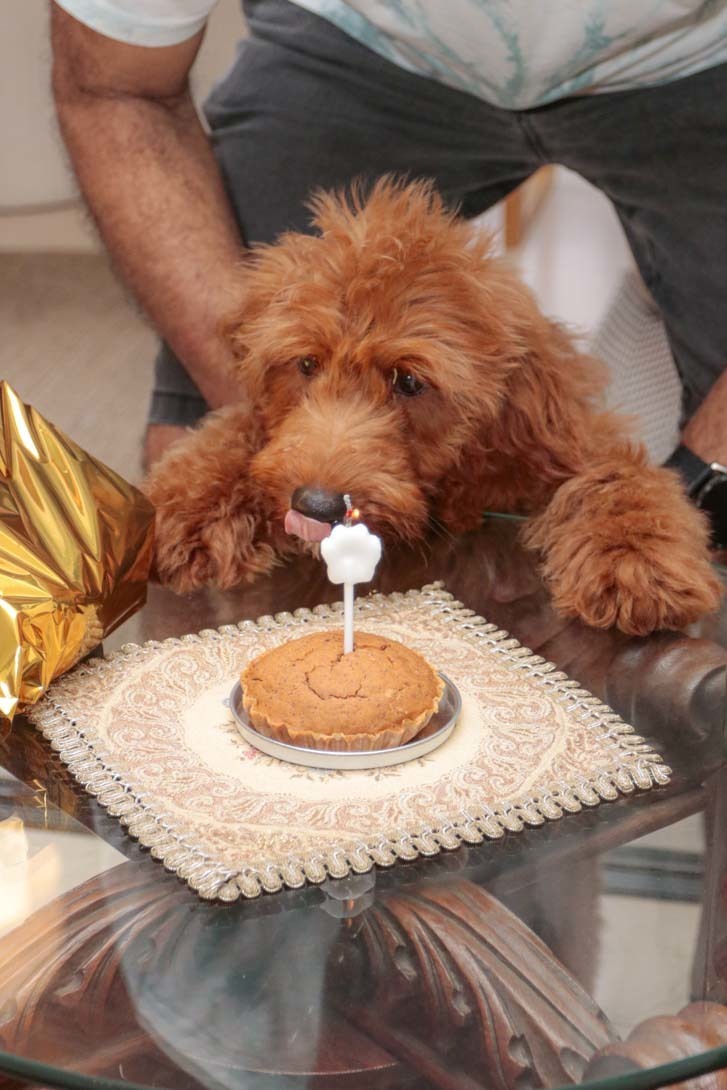 dog se deliciando com o bolo