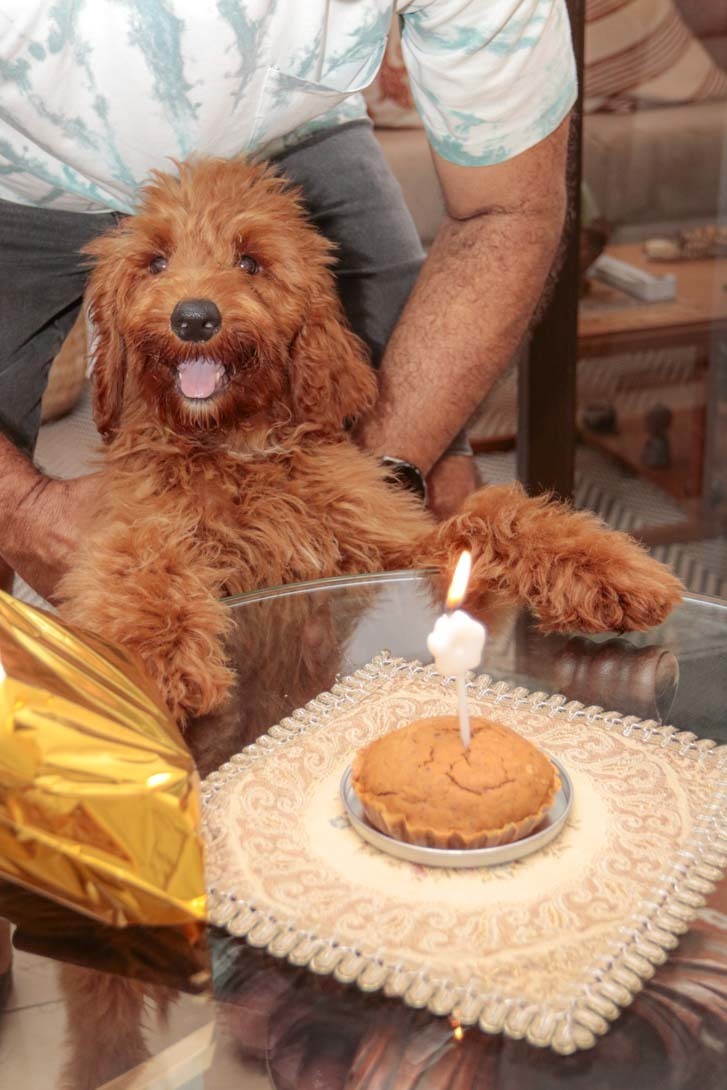 dog feliz com seu aniversário