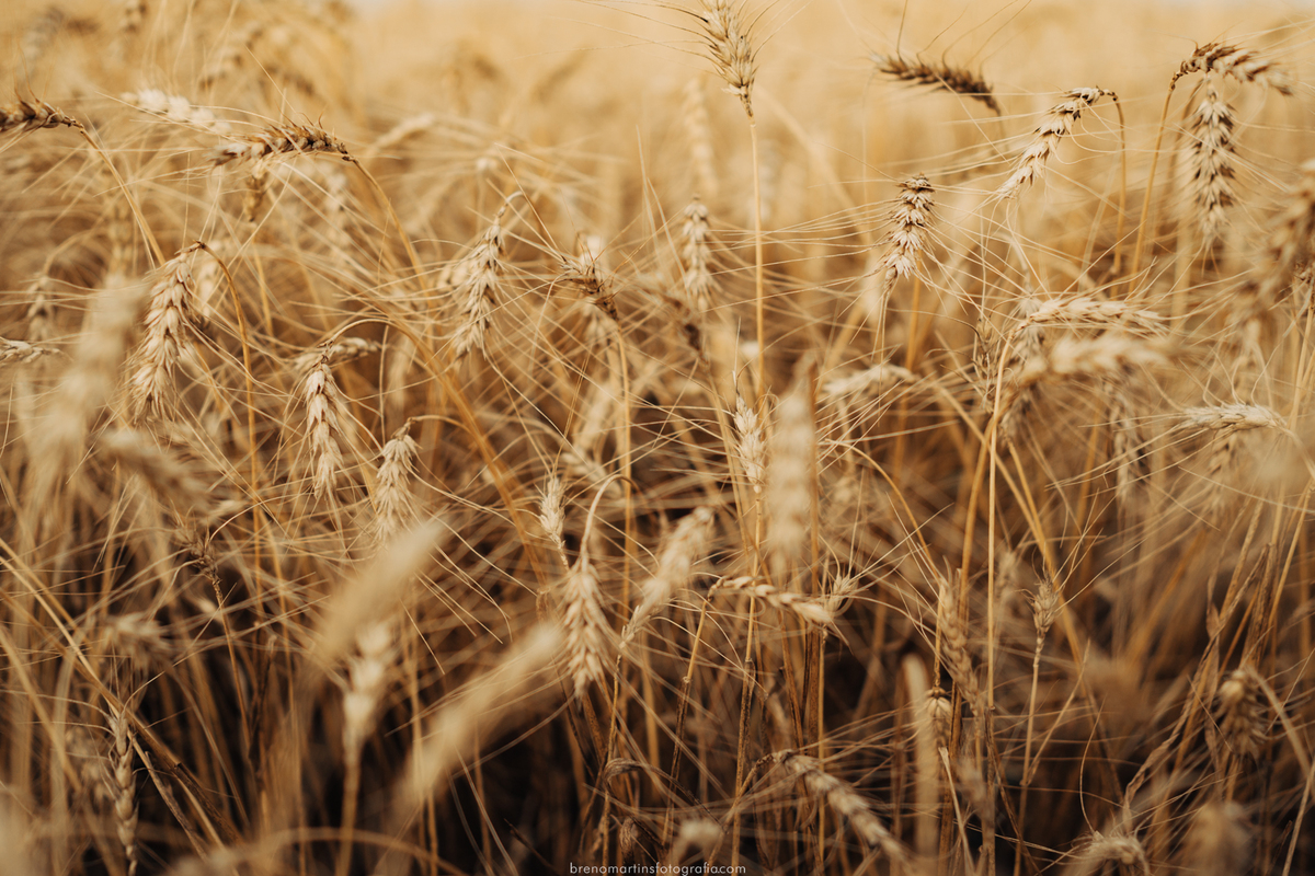 nathalia-e-igor-pre-wedding-em-holambra-no-parque-macena-brenomartinsfoto