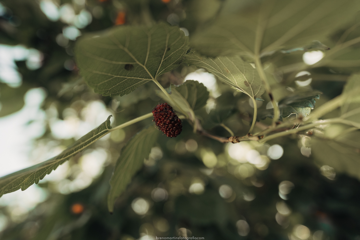amanda-e-josias-casamento-sud-templo-de-sao-paulo-capela-nossa-senhora-das-gracas-em-itu-mini-wedding-familia-prieto-brenomartinsfoto-breno-martins-fotografia
