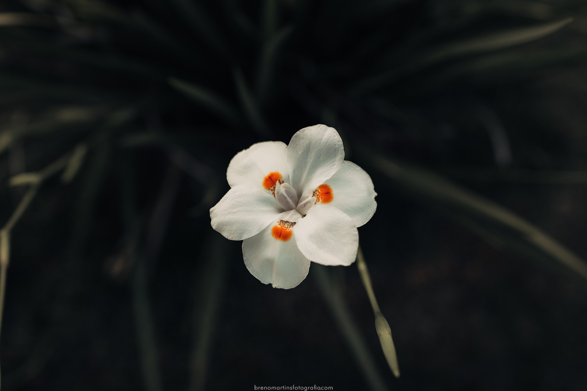 amanda-e-josias-casamento-sud-templo-de-sao-paulo-capela-nossa-senhora-das-gracas-em-itu-mini-wedding-familia-prieto-brenomartinsfoto-breno-martins-fotografia