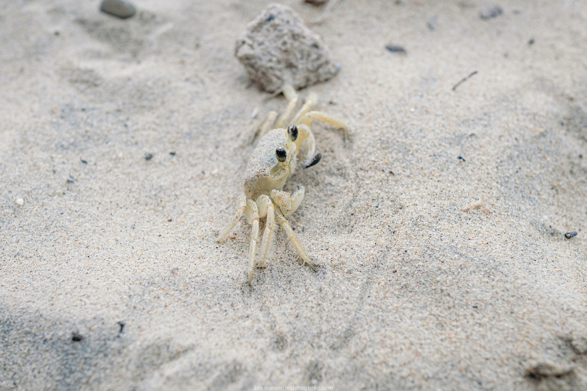 familia-almeida-sessao-de-fotos-em-iilhabela-sao-paulo-fotografo-em-ilhabela-brenomartinsfoto