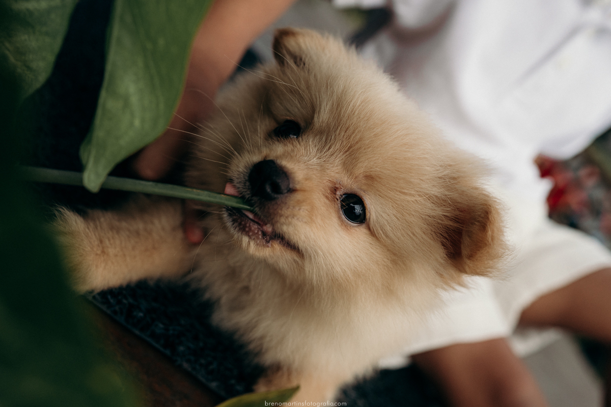 familia-almeida-sessao-de-fotos-em-iilhabela-sao-paulo-fotografo-em-ilhabela-brenomartinsfoto