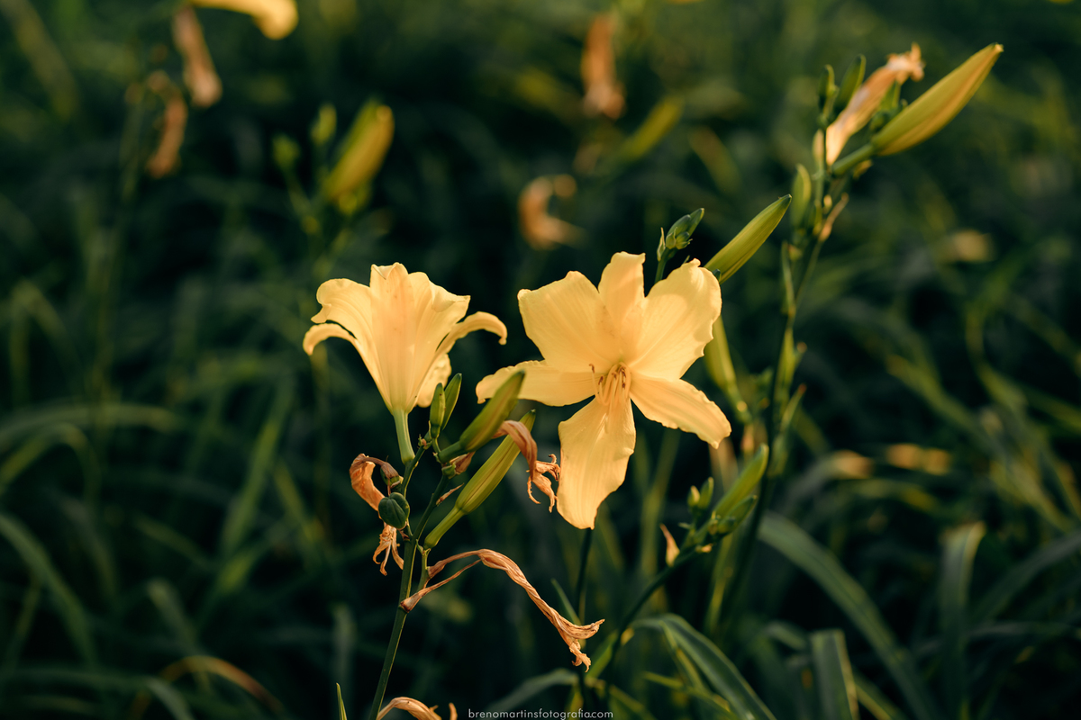 sem-titulofamilia-duo-santos-sessao-familia-no-templo-de-campinas-sud-breno-martins-fotografia-brenomartinsfotografia-ensaio-de-batismo-sud-livro-de-mormon-batismo-sud-familia