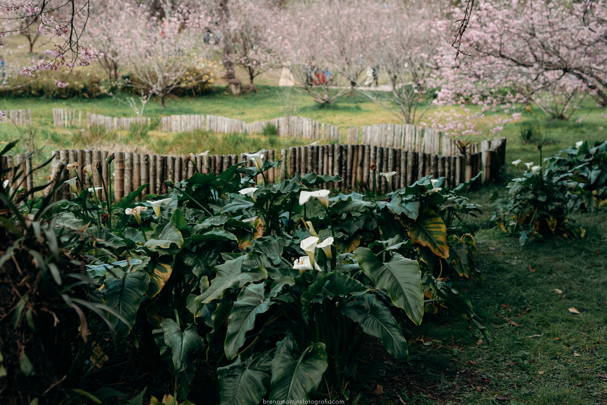 stefane-e-esau-pre-wedding-no-parque-das-cerejeiras-em-campos-do-jordao-sp-brenomartinsfoto-breno-martins-fotografia