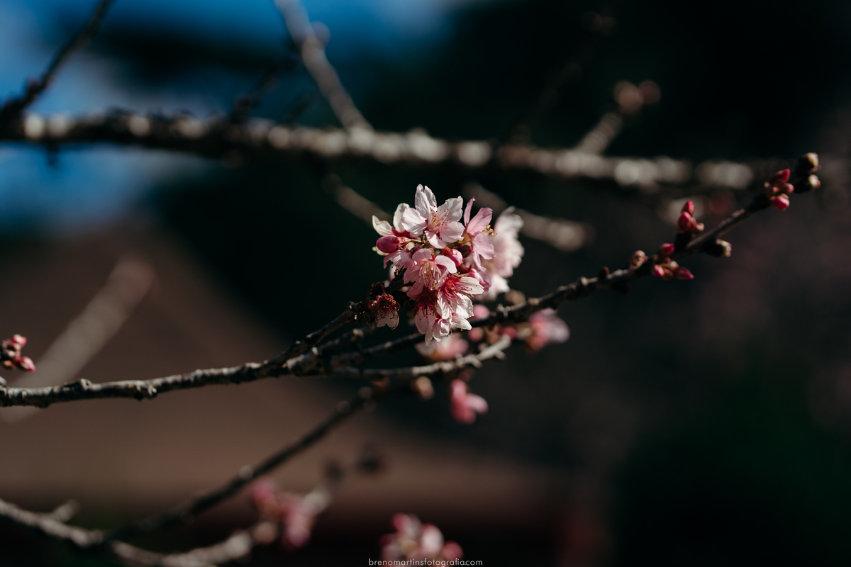 stefane-e-esau-pre-wedding-no-parque-das-cerejeiras-em-campos-do-jordao-sp-brenomartinsfoto-breno-martins-fotografia