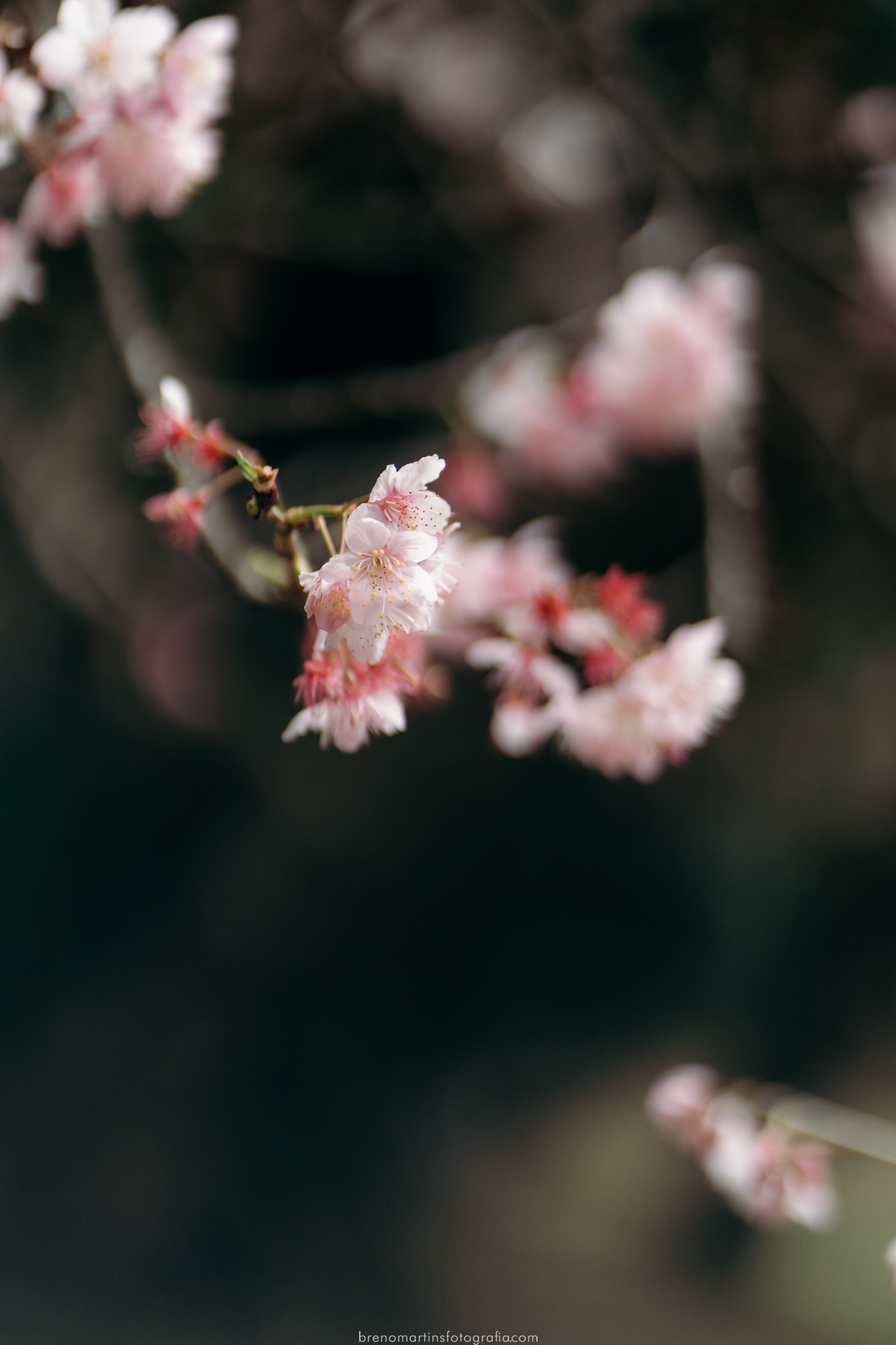 stefane-e-esau-pre-wedding-no-parque-das-cerejeiras-em-campos-do-jordao-sp-brenomartinsfoto-breno-martins-fotografia