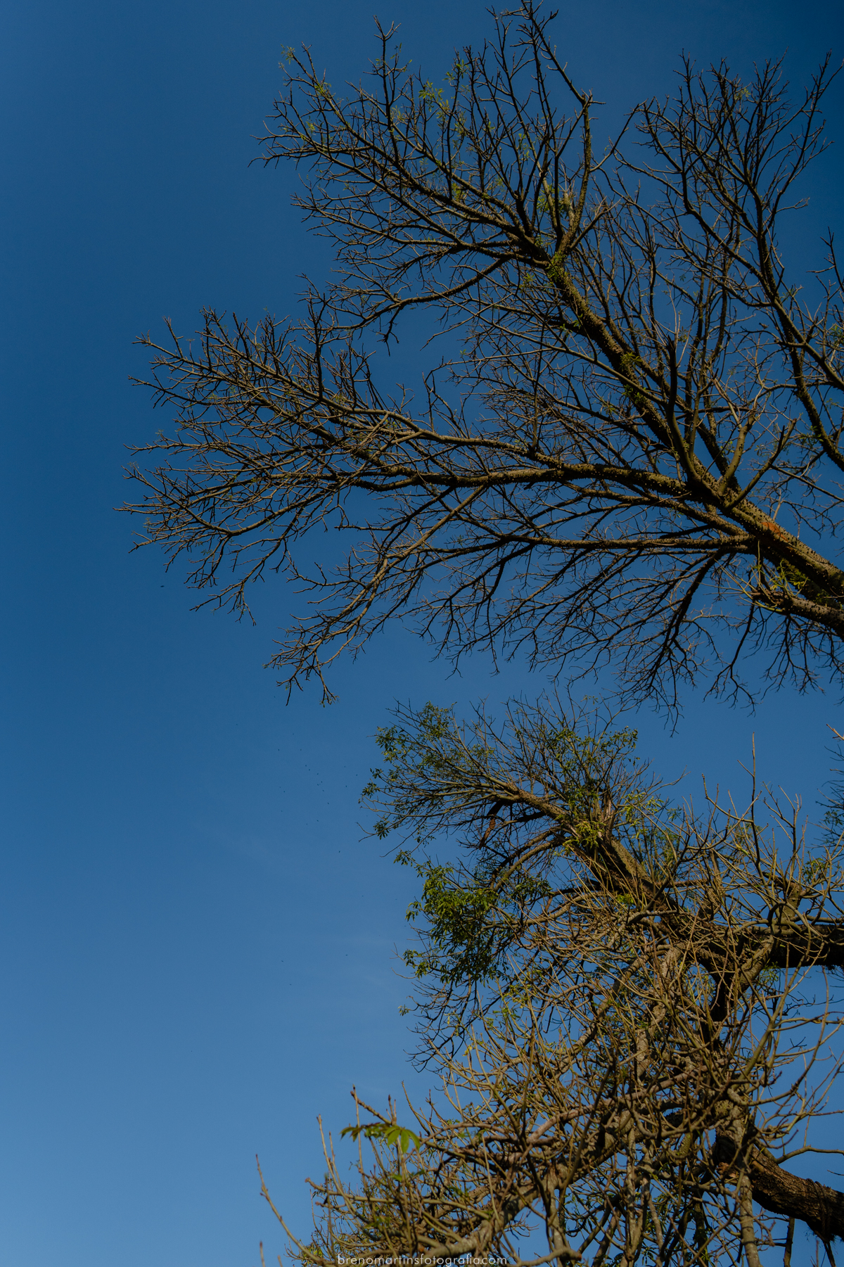 familia-gonzales-rosa-sessao-familia-em-holambra-fotografo-nas-cidades-das-flores-breno-martins-fotografia-brenomartinsfoto