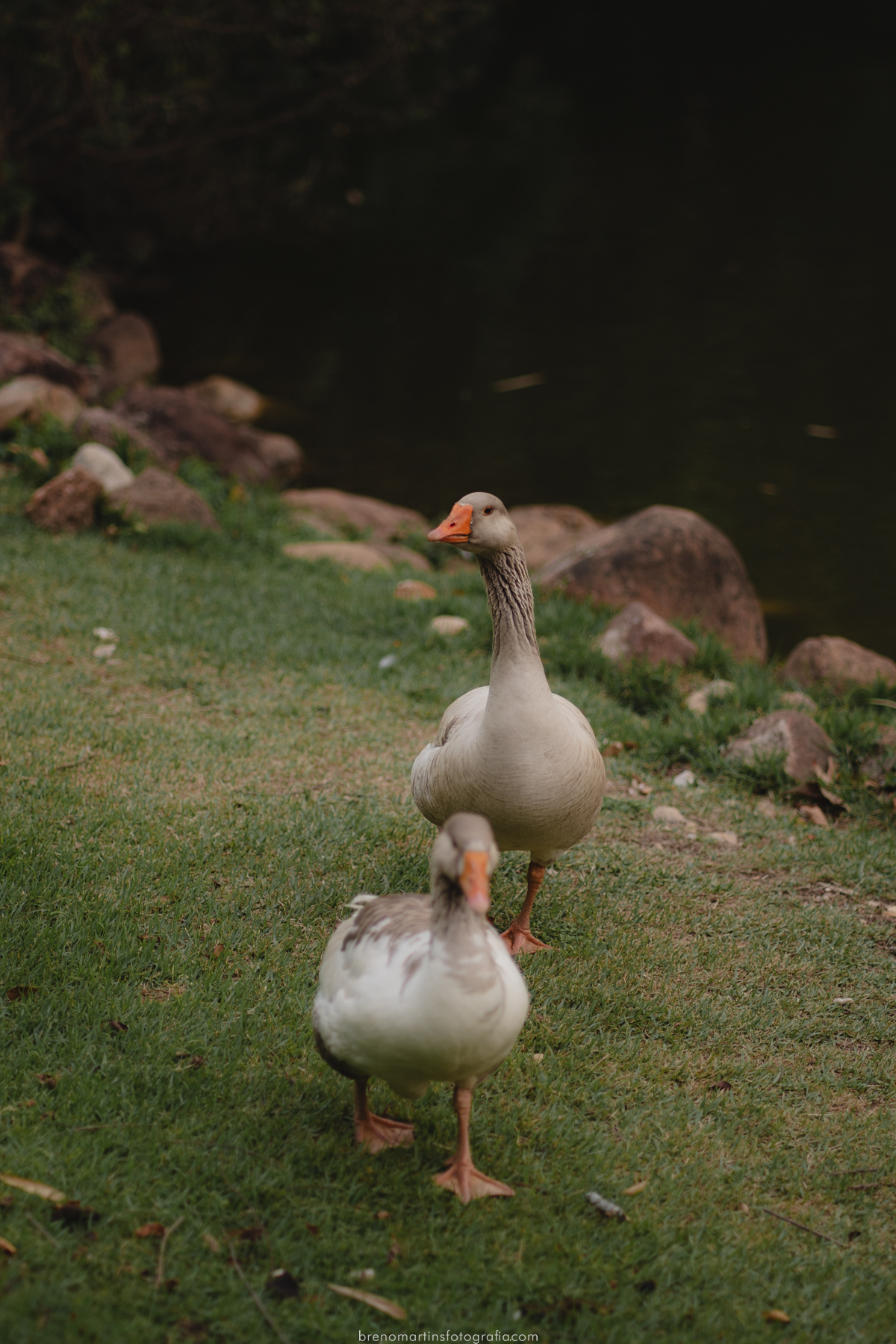 ariadna-e-pedro-pre-wedding-jundiai-brenomartinsfoto