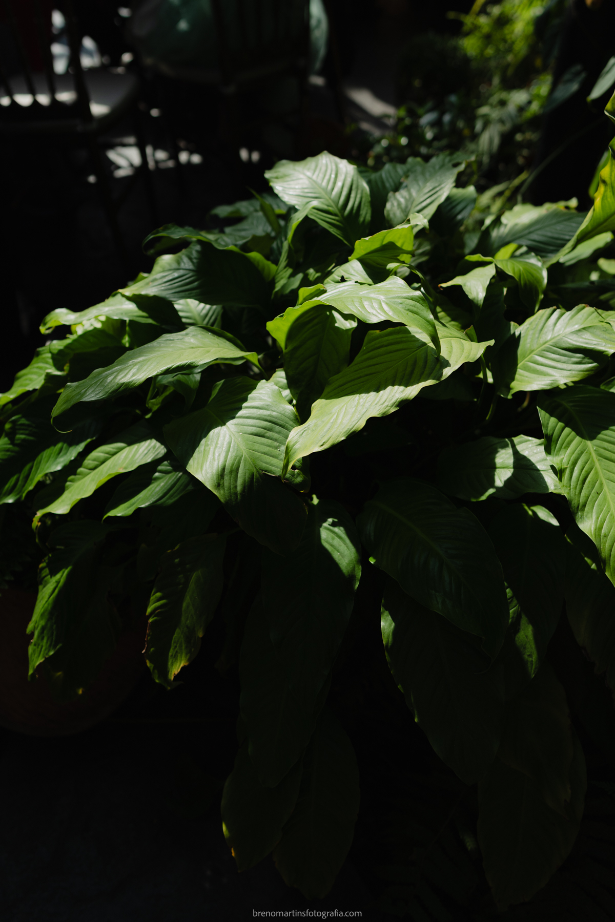 giovanna-e-felipe-casamento-no-jardim-secreto-sitio-sao-jorge-brenomartinsfoto-casamento-de-dia-vestido-de-noiva-