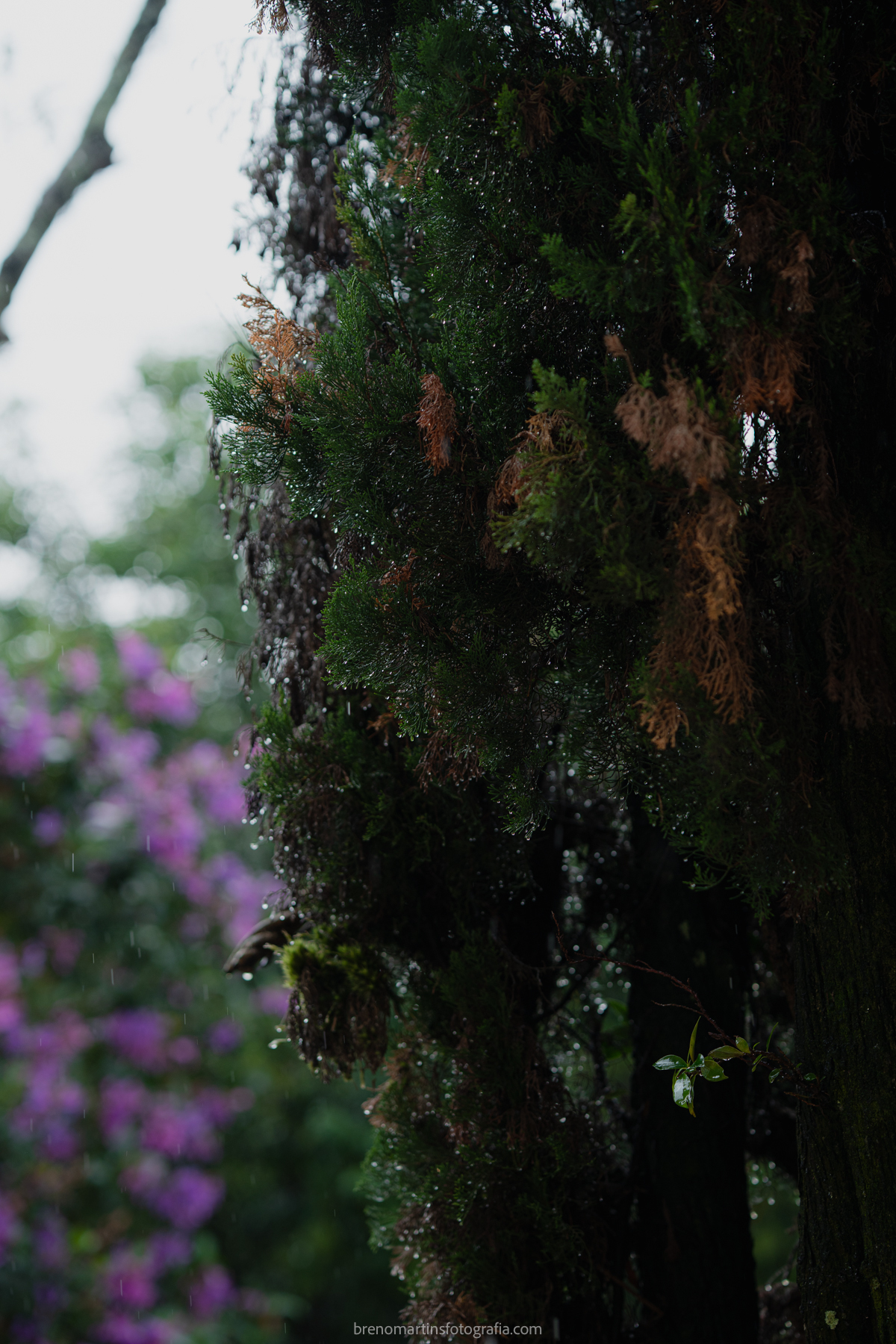 sofia-e-joao-vitor-lindo-casamento-no-palacete-rosa-buffet-do-evento-perfeito-casamentos-em-sp-casar-em-sp-brenomartinsfoto-palacete-rosa-