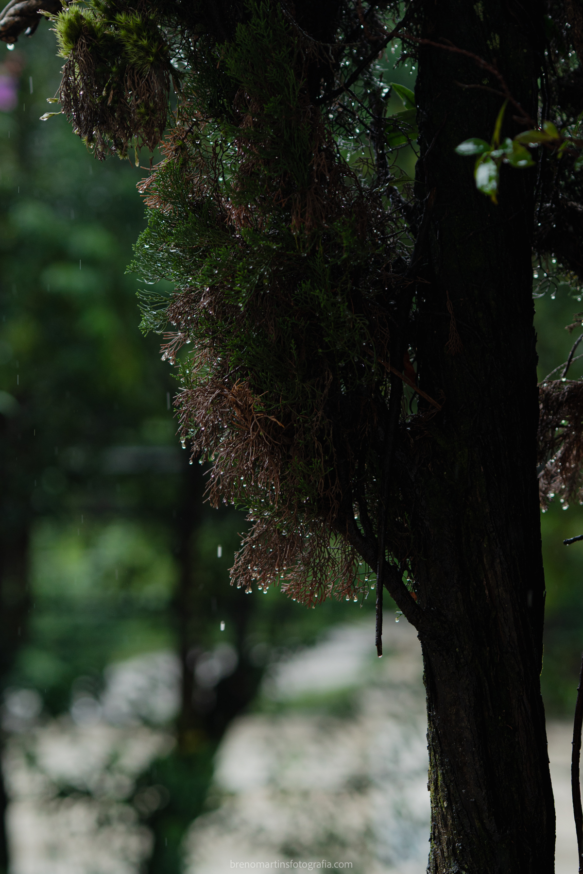 sofia-e-joao-vitor-lindo-casamento-no-palacete-rosa-buffet-do-evento-perfeito-casamentos-em-sp-casar-em-sp-brenomartinsfoto-palacete-rosa-