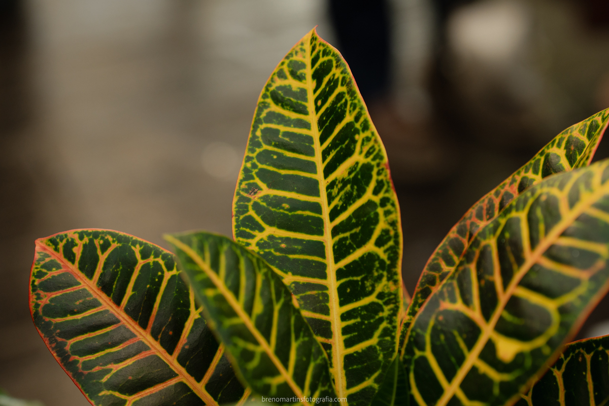 camily-e-brayan-casamento-no-recanto-santa-rita-vestido-de-noiva-making-of-noiva-janela-brenomartinsfoto