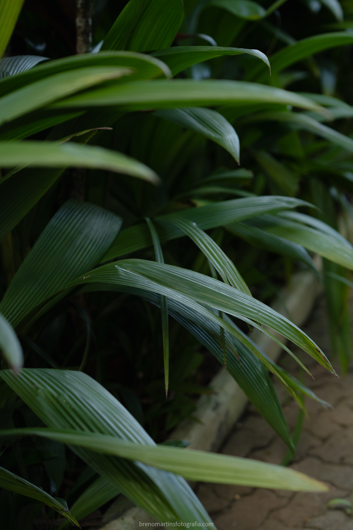 camily-e-brayan-casamento-no-recanto-santa-rita-vestido-de-noiva-making-of-noiva-janela-brenomartinsfoto