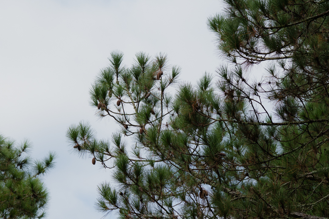 larissa-gustavo-casamento-no-bassi-eventos-brenomartinsfoto