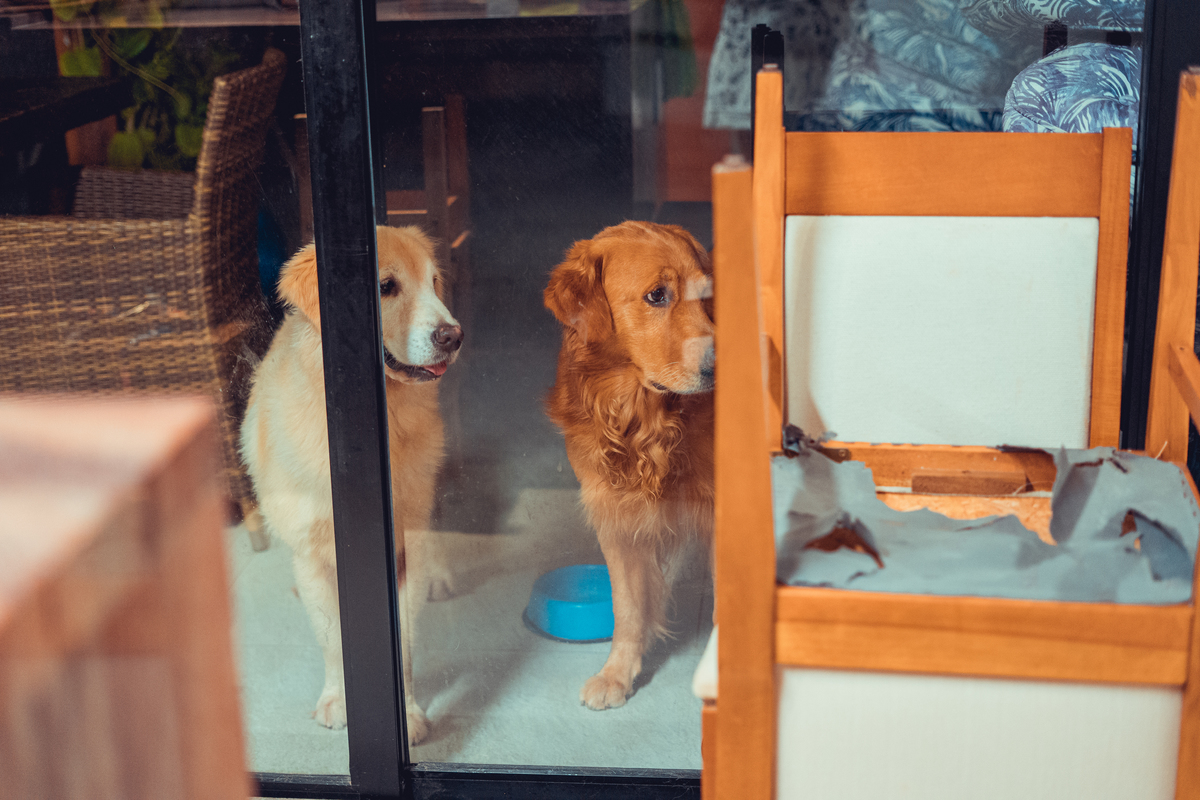 Senhoritas Fotografia Parto Humanizado Natural Salvador Obstetra Domiciliar