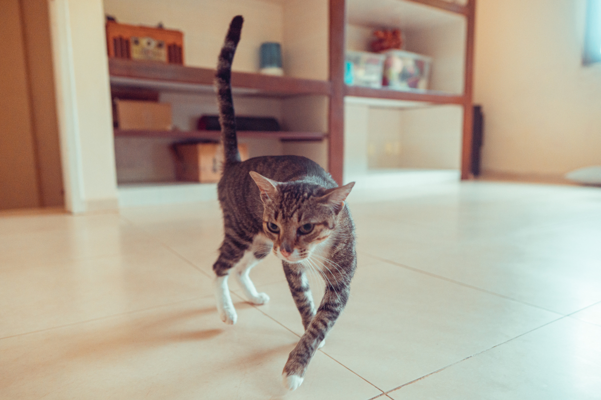 senhoritas fotografia salvador bahia ensaio documental família fotografia foto fotógrafa fotógrafas criança mãe pai filhos pequenos bebê bebês crianças casa residência quintal lazer brincadeira rotina lauro de freitas 