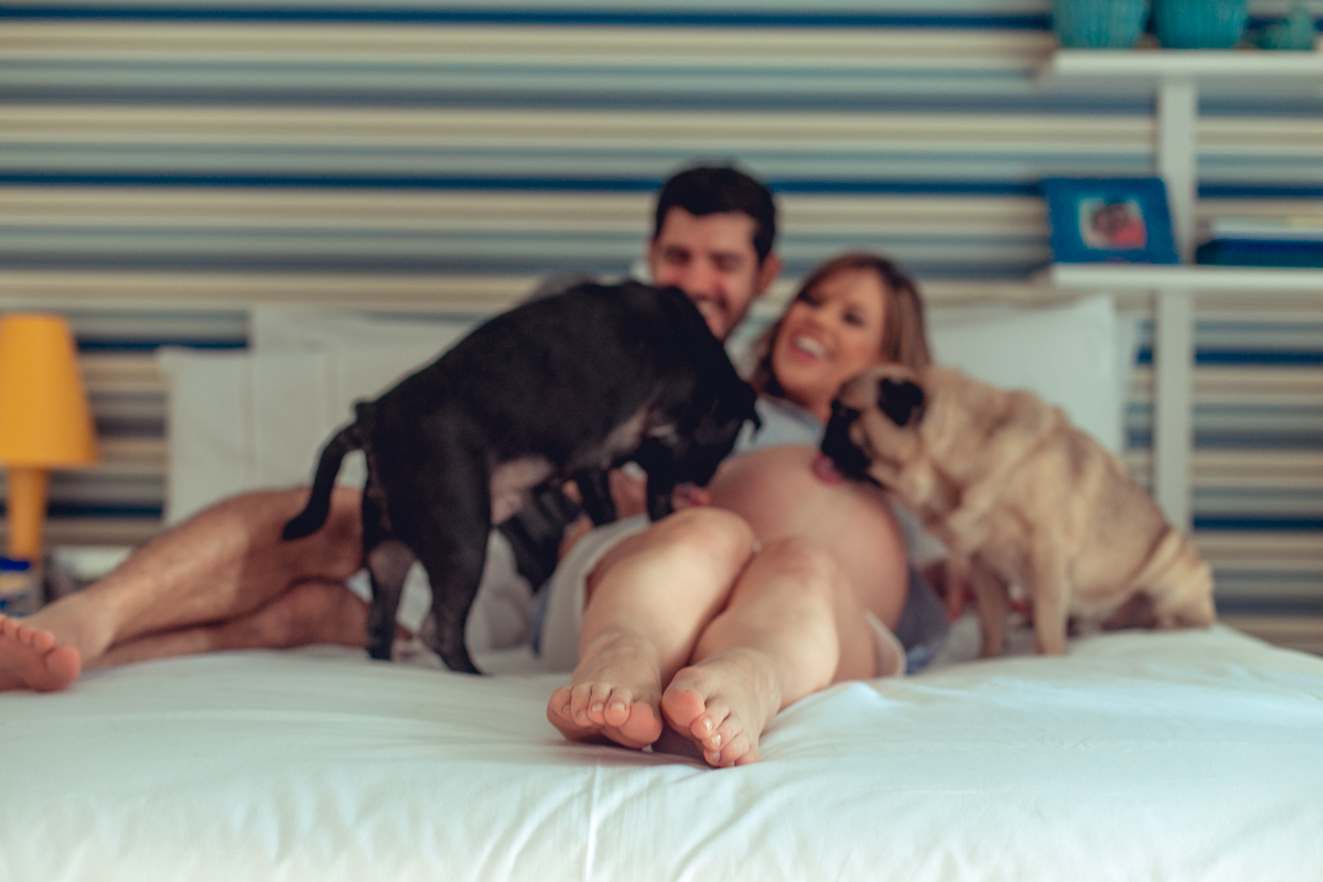 no conforto do seu lar pugs e gestante realizam ensaio gestante