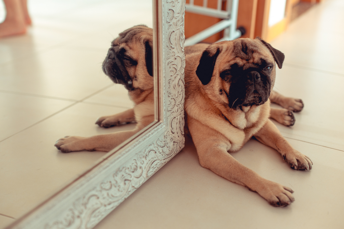 cachorro da raça pug faz pose em ensaio gestante