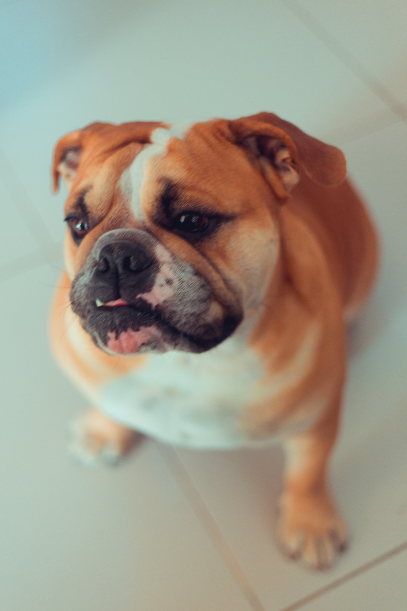 aniversario infantil fotografia salvador picnic 1 ano um tema criativo decoração foto fotografo fotografa crianças festa em casa