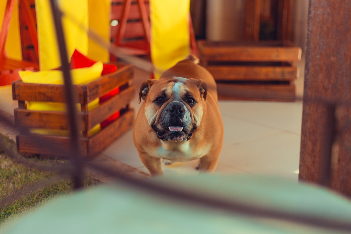 aniversario infantil fotografia salvador picnic 1 ano um tema criativo decoração foto fotografo fotografa crianças festa em casa