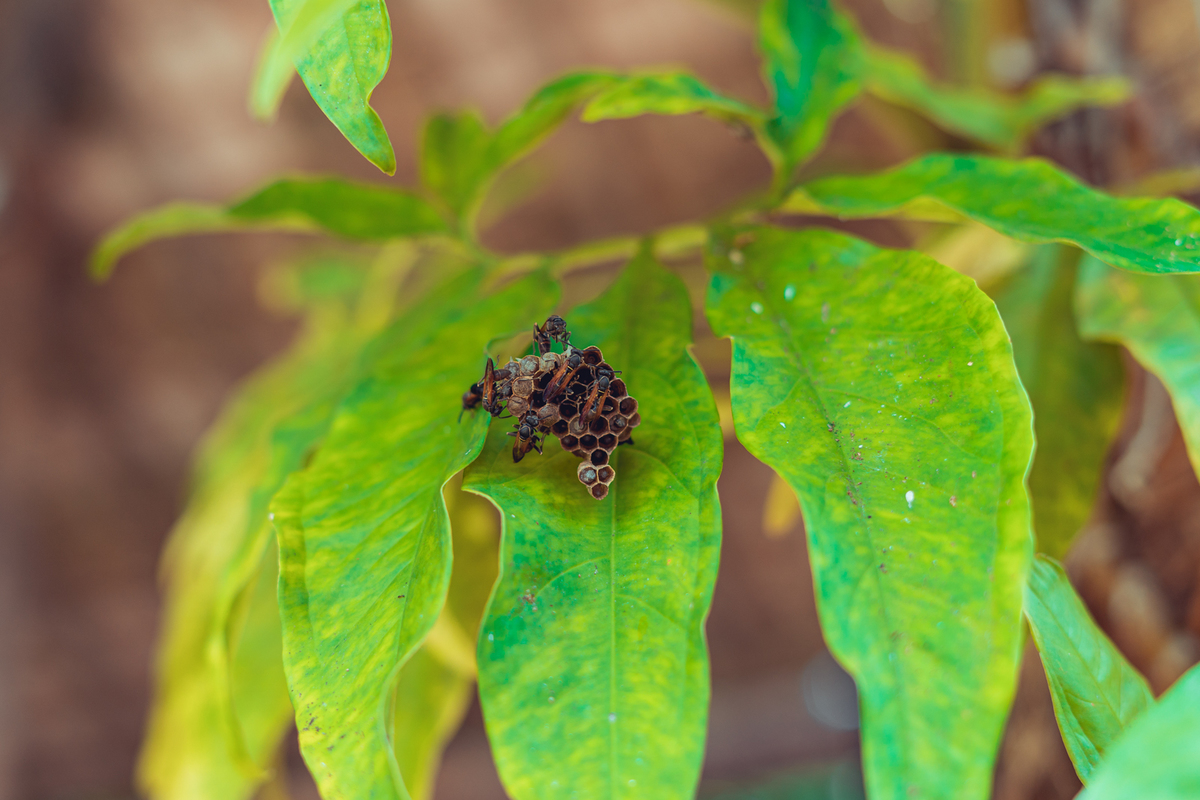 casamento noivos 2022 noiva noivo união bolo decoração celebração aliança vestido véu grinalda senhoritas fotografia
