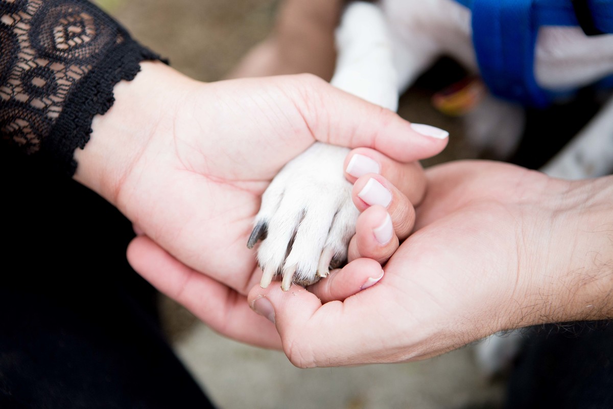 ensaio gestante com cachorro na praia vermelha rio de janeiro