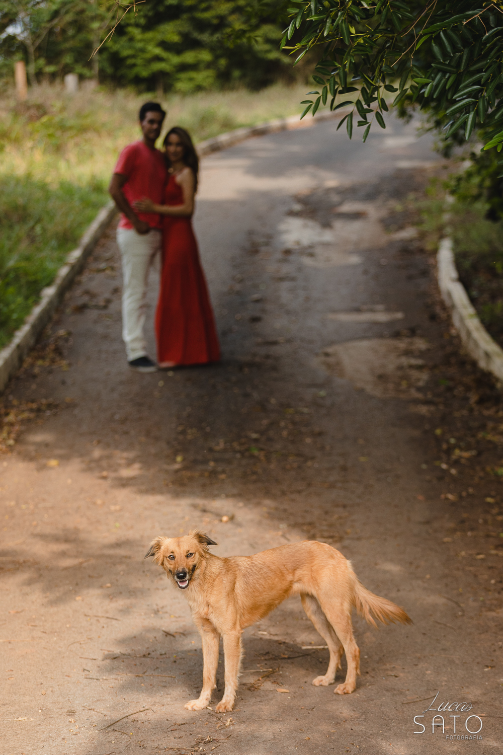 Cão em cena de ensaio fotográfico com casal realizado em Rio Paranaíba-MG