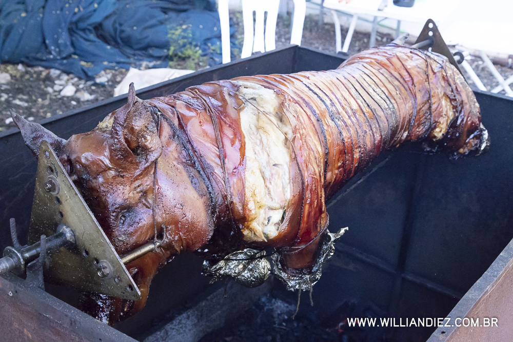 Porco-no-rolete-fiat-padova-sertaozinho