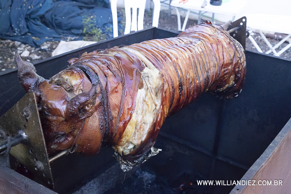 Porco-no-rolete-fiat-padova-sertaozinho