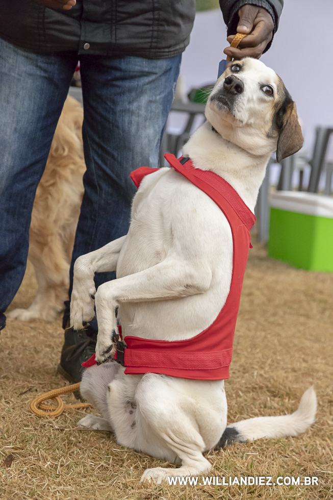 parada-pet-olhos-da-agua-ribeirao-preto
