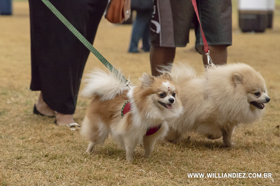 parada-pet-olhos-da-agua-ribeirao-preto