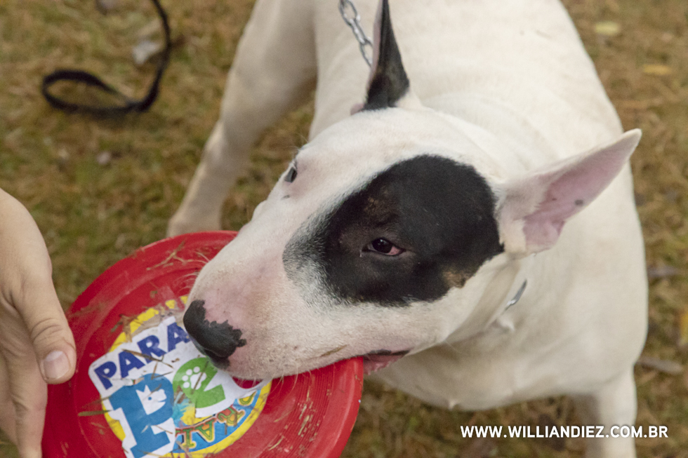 parada-pet-olhos-da-agua-ribeirao-preto
