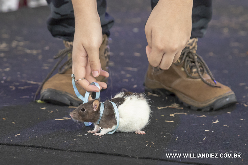 parada-pet-olhos-da-agua-ribeirao-preto