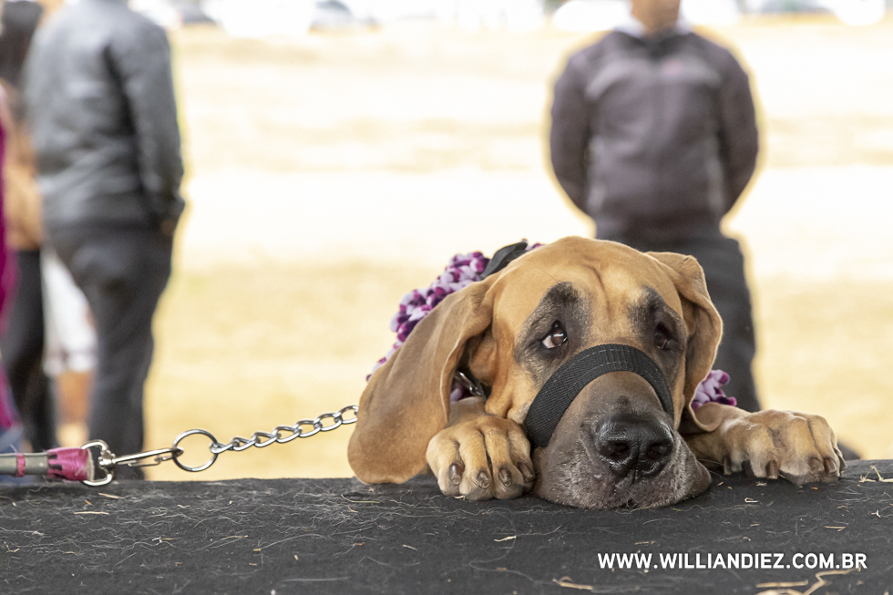 parada-pet-olhos-da-agua-ribeirao-preto