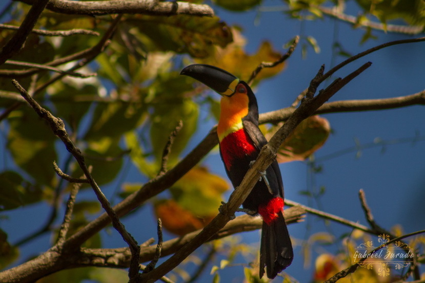 Natureza divina
Maresias 2020
