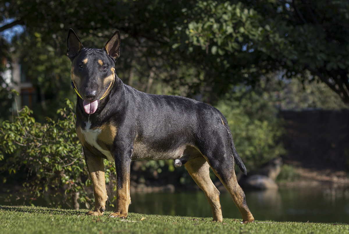 Django, bull terrier, curtindo no o sol na praça, próximo ao lago