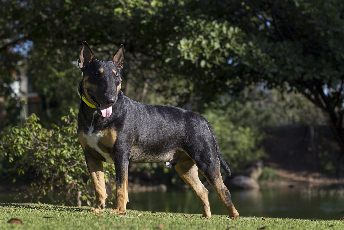 Django, bull terrier, curtindo no o sol na praça, próximo ao lago