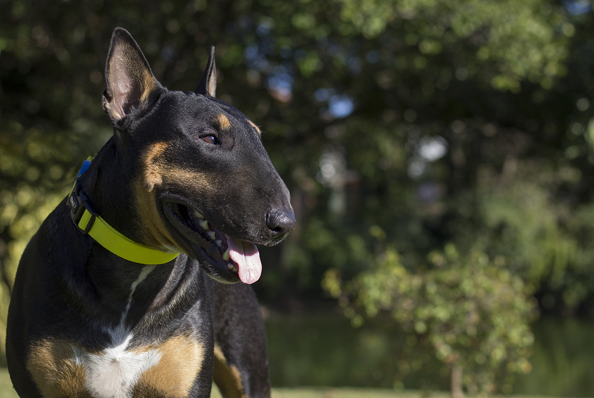 Django, bull terrier, fotografado de perfil