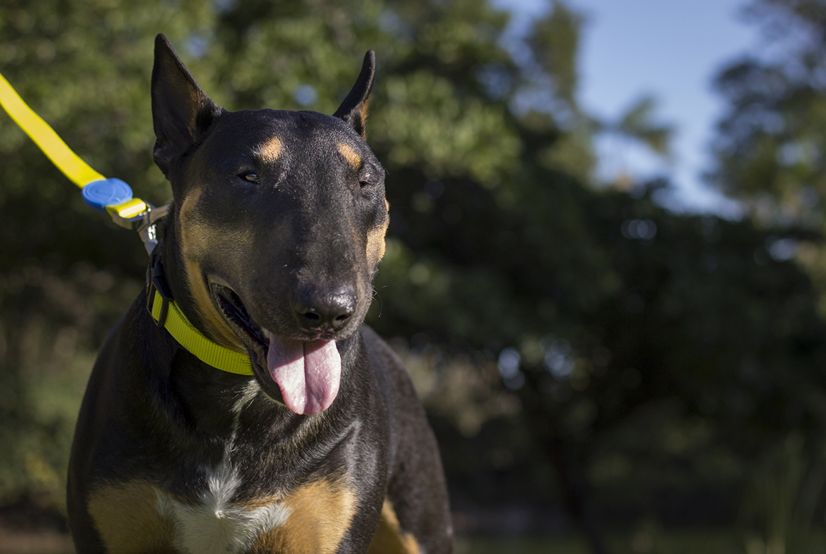 Django, bull terrier, fotografado em close