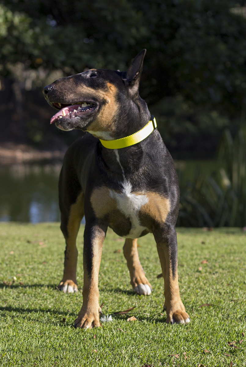 Django, bull terrier, curtindo no o sol na praça, próximo ao lago